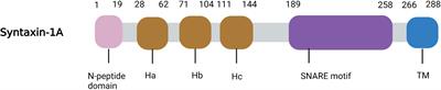 Functional regulation of syntaxin-1: An underlying mechanism mediating exocytosis in neuroendocrine cells